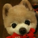 귀여운 강아지 이미지