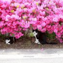 꽃냥이 이미지