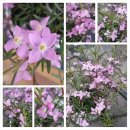 보로니아 피나타(Boronia pinnata) 이미지