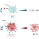 메디로직스 | [와이바이로직스]&#39;빅딜&#39; 이어지는 ADC 시장… 독성 최소화, 와이바이오로직스 차세대 기술력 주목