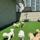 댕구르강아지유치원 | 부산애견유치원 댕구르 강아지애견유치원미용호텔에 다녀온 후기!!