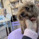 꾸며줄개 | 부평 애견미용 낯가림 심한 우리 강아지도 순둥이로 변신 우주를줄개 솔직 후기