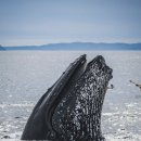 고래로L 이미지