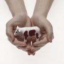 송아지농장 이미지