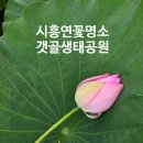 하삼동커피시흥 - 시흥시 은계로338번길 62 | 시흥 가볼만한곳 연꽃명소 갯골생태공원