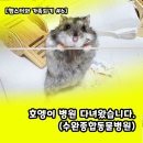 수완종합동물병원