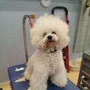 삐삐 펫살롱 이미지