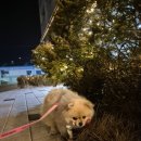 멍냥제과 이미지