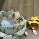 프롬몽쥬 이미지