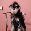 정겨운동물병원 이미지