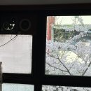 제주통도야지 이미지