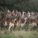 야생사슴농장 이미지