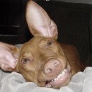 웃으면복이와요 이미지