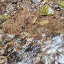 숲속개울가 이미지