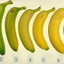 바나나에 대해 알아봅시다. 이미지