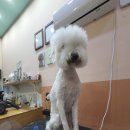 빛나개살롱 이미지