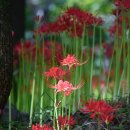 사화로-2 이미지