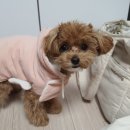 개깎쟁이 이미지