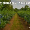 세계로관광농원 Daum카페