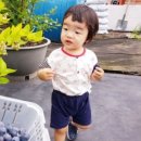 운천농장 | 운천블루베리 농장체험 후기~