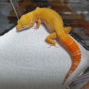 인터렙타일 이미지