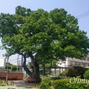 느티나무유치원 이미지