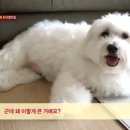 동물농장 이미지