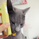 폴캐터리 이미지