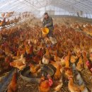 성의농장 2 이미지