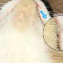 태일동물치과병원 이미지