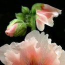 보테니컬 이미지