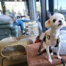 4339 | 포항 애견 동반 카페 빌스4339 다녀온 후기~