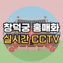 이에스인포매틱스주 | 창덕궁 홍매화 실시간 CCTV 개화 현황 3월 관람 시간 입장료 교통