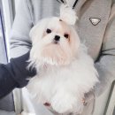 어벤져스켄넬 탑클래스펫 강아지분양 이미지