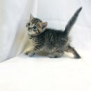 요미캣 고양이분양 일산점 이미지