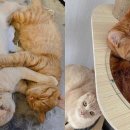 껌딱지펫 이미지