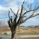 마을 보호수 이미지