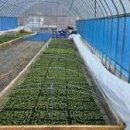 자두나무농장 이미지