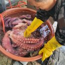 대호상회 이미지