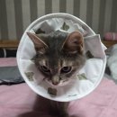 용산동물의료센터 | 🐱 [용산동 동물병원] 과잉 진료 없는 든든한 주치의, 쾌적하고 세심한 용산동물의료센터 첫 방문기