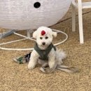 반야시스터 이미지