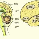 중추 신경계와 말초 신경계 이미지