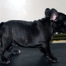 프렌치 불독 (French Bulldog) 이미지