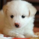 개귀여워 이미지