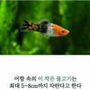 코이의 법칙 이미지