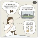 한국고양이혈액센터 이미지
