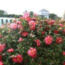 제주허브동산 이미지