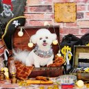 예쁘개# 애견미용실 이미지