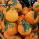 제주공항렌트카 이미지