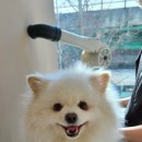 름자펫살롱 이미지